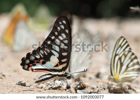 Butterflies in Thailand