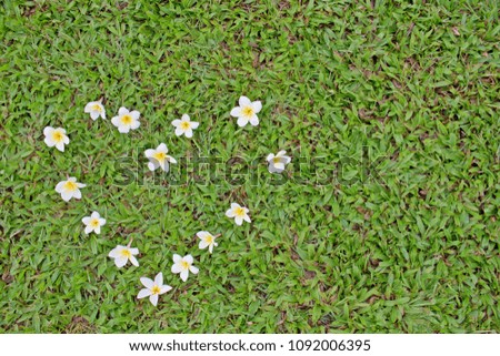 Beautiful Plumeria flowers in heart shape on the green grass