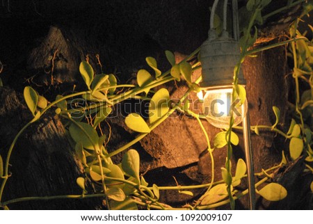 lamp with ivy on tree