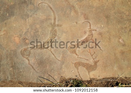 Ancient petroglyphs on a stone. Picture of mountain goats and deer. The Altai Mountains. Siberia. Russia.