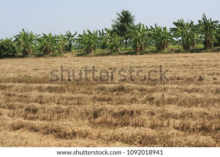 The straw in the paddy field after harvest during summertime. 
