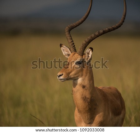 An Impala (Aepyceros melampus) looks on in masai mara