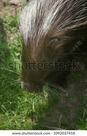 Sweet photo of a cute porcupine's face 