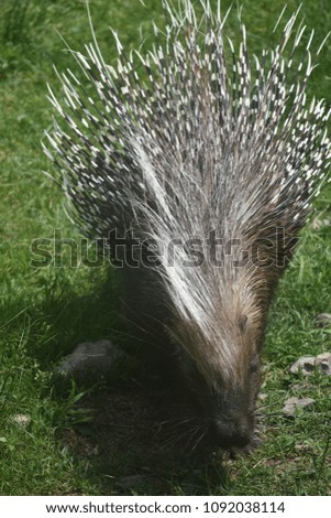 Cute brown and white prickly quilled porcupine 
