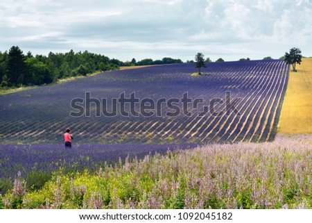 Photograph takes a pictures of the stunning landscape with lavender and wheat fields at dawn.  Provence, France