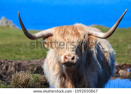 highland cow mirroring in a lake with the ocean in the background