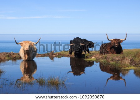 highland cow mirroring in a lake with the ocean in the background