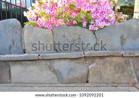 Stone Bench in Spring with George Tabor Azalea southern indica