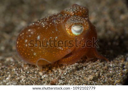 Tropical bottletail squid (Sepiadarium kochi). Picture was taken in Anilao, Philippines
