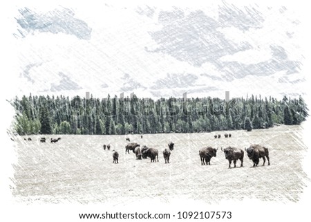 sketch effect picture of A herd of American Bison graze in a meadow near the North Rim of Grand Canyon National Park, Arizona, USA.