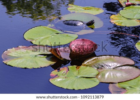 Turtle swimming in a pond of water with lotus leaves