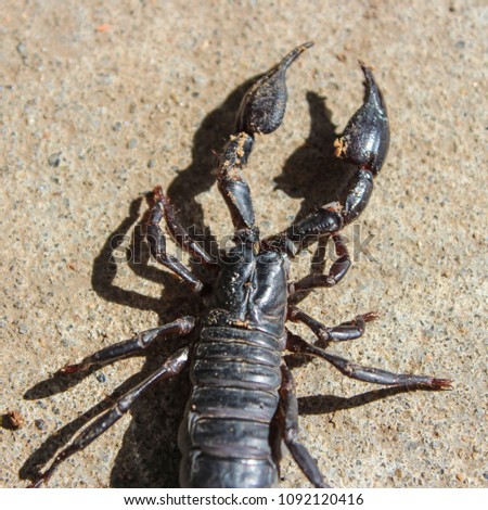 live black scorpion (Emperor Scorpion)