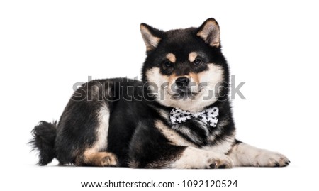 Black And Tan Shiba Inu Puppy At Four Months Old Images And