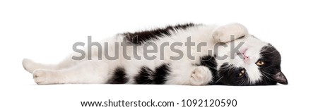 Mixed-breed cat lying against white background Royalty-Free Stock Photo #1092120590