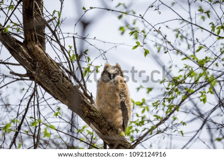 Great horned owl or owlet perched on a branch in a boreal forest Quebec Canada. 