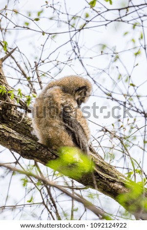 Great horned owl or owlet perched on a branch in a boreal forest Quebec Canada. 