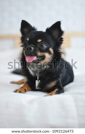 Black Chihuahua dog on the bed tongue