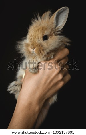 small red-haired rabbit in female hands