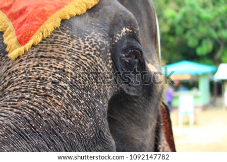 Elephant Show at Samutprakan Zoo, Thailand May 16, 2018