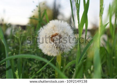 Dandelion in the foreground among the grass stems. The flower is at center of the picture.