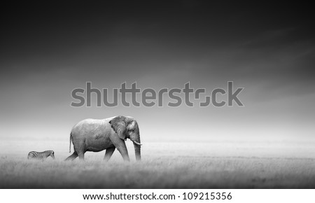 Elephant with zebra behind on open plains of Etosha (Artistic processing)