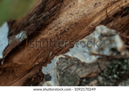 Tree bark macro
