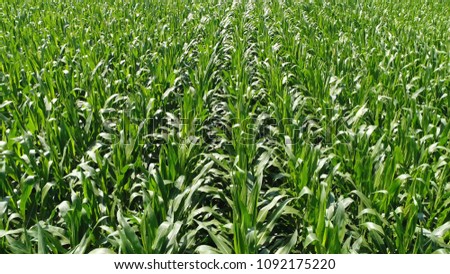 Low altitude bird view picture of maize field showing the bright green colored corn plants slowly moving because of breeze typical agricultural theme made during beautiful summer day