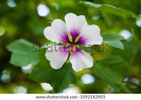 Flower of tree Mallow, Lavatera maritima with pale lavender to white petals with purple base and reddish violet veins, and long staminal column in center.  Blossoming in Berlin Botanic Garden, Germany
