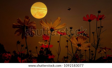 The moon and shadows of flowers at night.