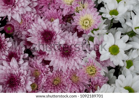 Close up chrysanthemum Flowers, pink chrysanthemum background, natural background 