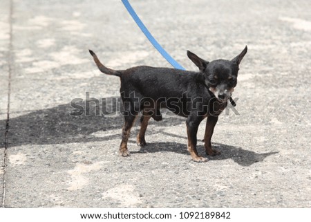 black chihuahua on a blue leash