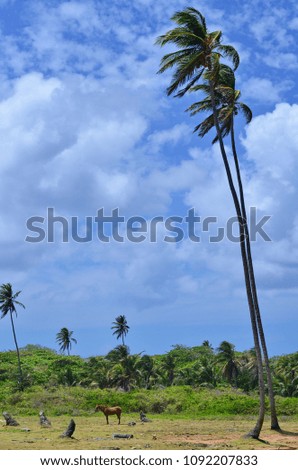 Horse and palm tree at caribbean island