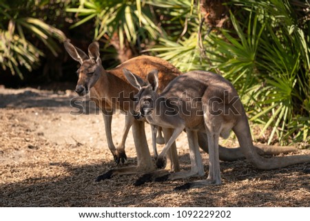 kangaroo mated couple
