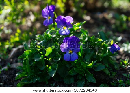 young flowers of pansies among the bushes on the flowerbed in the spring closeup