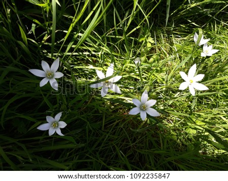 Flowers of Ornithogalum umbellatum, the garden star-of-Bethlehem flowers or grass lily, in the garden.



