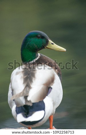The mallard is a large, heavy looking duck. It has a long body and long, broad bill. Mallard ducks are the most common and recognizable wild ducks in the Northern Hemisphere.