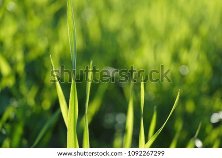 Abstract, green grass background. Young spring grass growing on agriculture field.