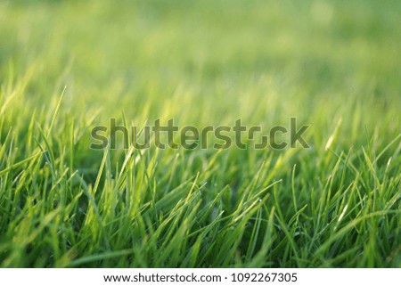Green grass on the golf field. Background.