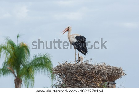 Storks on the nest in Morocco