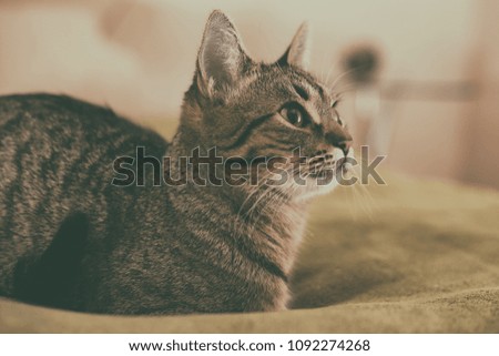 Photo of beautiful young cat lying on the bed. Image is intentionally toned.