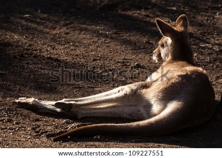 Sleepy Grey Kangaroo (Macropus giganteus) lying in the winter sunlight