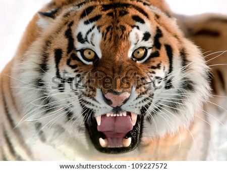 The Siberian tiger (Panthera tigris altaica) close up portrait. Royalty-Free Stock Photo #109227572