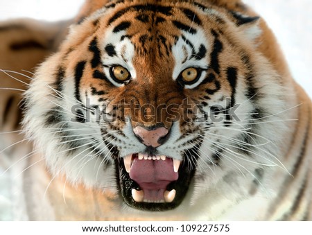 The Siberian tiger (Panthera tigris altaica) close up portrait. Royalty-Free Stock Photo #109227575