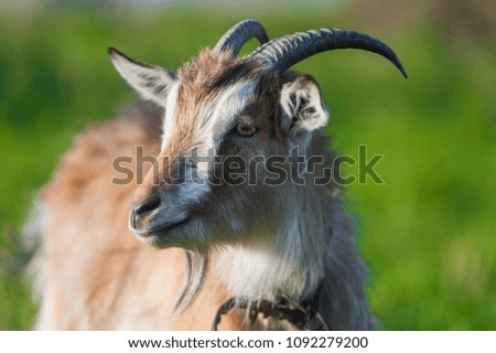 closeup photo of brown adult horned goat