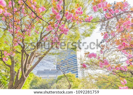 Urban cherry tree