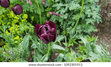 Flowers Tulip Black Fresh