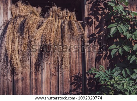 Beautiful bunch of yellow dried grass on wooden aged wall background. Rustic rural pattern with space for your own text.Dry long herb with small bolls heads. Sunlit warm picture about ending of summer