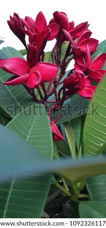 red plumeria flower