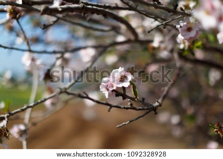 The blossoming Mindale stepnoy Latin Prunus tenella