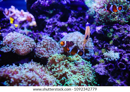 Coral and sea fish
